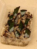 Размножение бегонии фрагментами листовой пластины