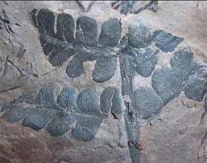 Обнаружены джунгли возрастом 300 млн лет