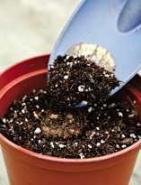 Проращивание клубней бегонии