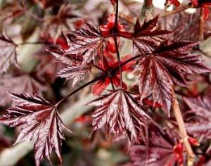 Деревья защищаются красными листьями