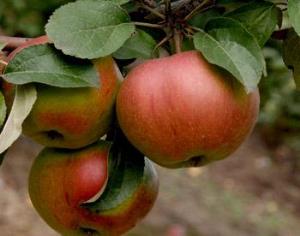 Британский символ под угрозой