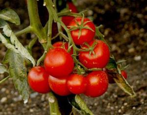 Выведены помидоры, которые не портятся