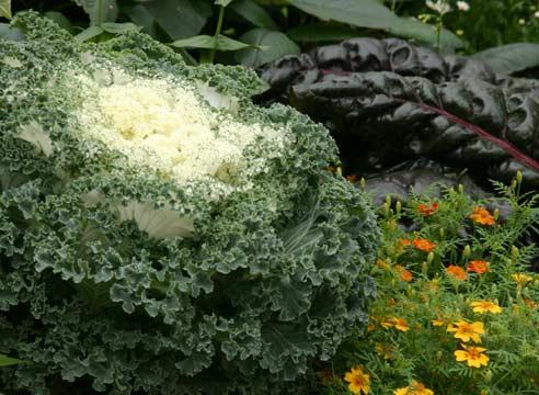 Капуста декоративная, Brassica oleracea var. aceph