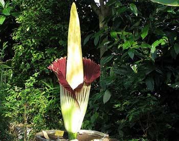 Titan Arum, Amorphophallus titanum, Трупный цветок