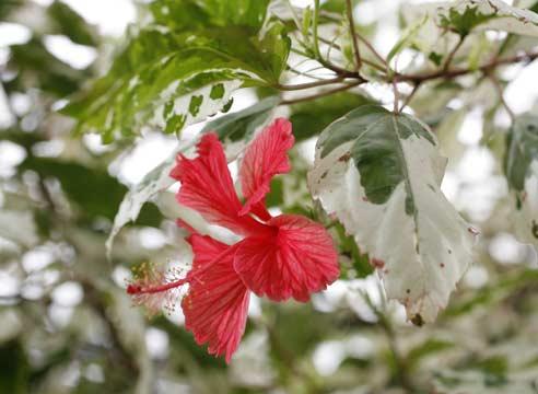 Пестролистный гибискус, Hibiscus rosa-sinensis var