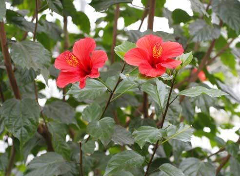 Гибискус, Hibiscus rosa-sinensis Brilliant