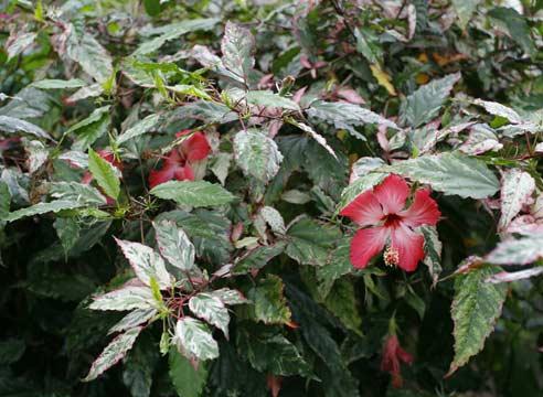 Пестролистный гибискус, Hibiscus rosa-sinensis Sno
