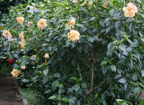 Гибискус, китайская роза, Hibiscus rosa-sinensis A
