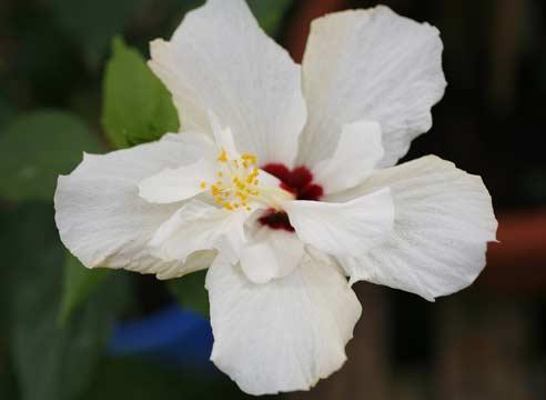 Гибискус, китайская роза, Hibiscus rosa-sinensis L