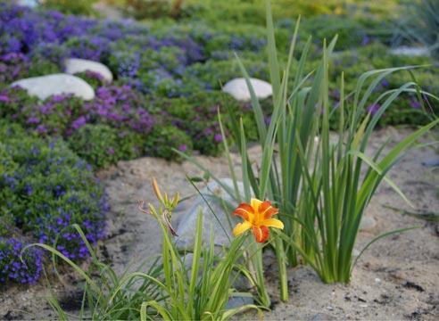 Лилейник на участке, Hemerocallis