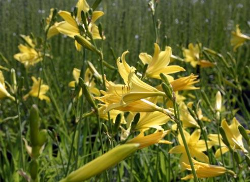 Лилейник цветущий, Hemerocallis