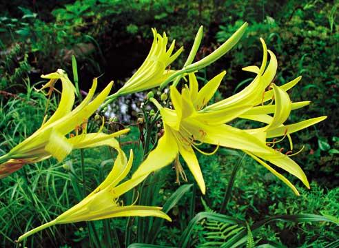 Лилейник лимонно-желтый, Hemerocallis citrina 