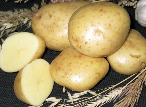 картофель колобок описание сорта фото отзывы онлайн