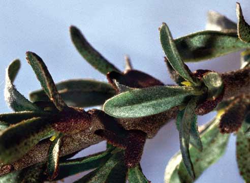 Облепиха, женское растение, Hippophae rhamnoides 