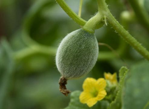 Дыня, молодой плод, Cucumis melo