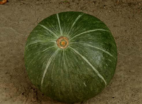 Тыква крупноплодная, Cucurbita maxima 