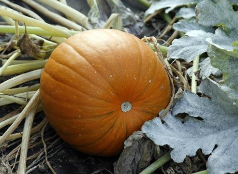 Тыква твердокорая, плод, Cucurbita pero