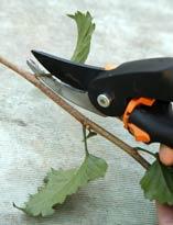 Окулировка китайской розы. Шаг 2