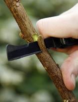 Окулировка китайской розы. Шаг 3