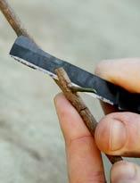 Окулировка китайской розы. Шаг 4