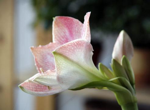 Гиппеаструм, цветок, Hippeastrum