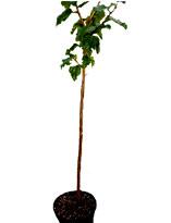 Окулировка китайской розы. Шаг 1