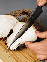 Размножение гиппеаструма делением луковицы. Шаг 1