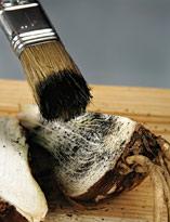 Размножение гиппеаструма делением луковицы. Шаг 2