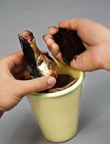 Размножение гиппеаструма делением луковицы. Шаг 3