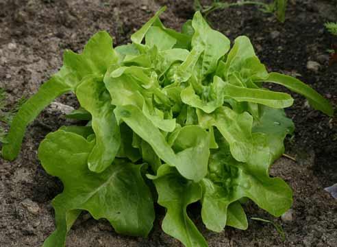 Салат листовой, Lactuca sativa