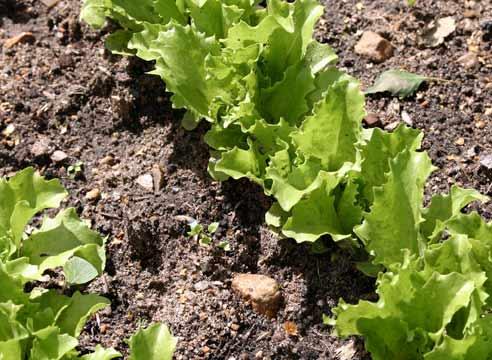 Салат листовой на грядке, Lactuca sativa