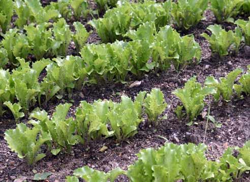 Салат на грядке, Lactuca sativa