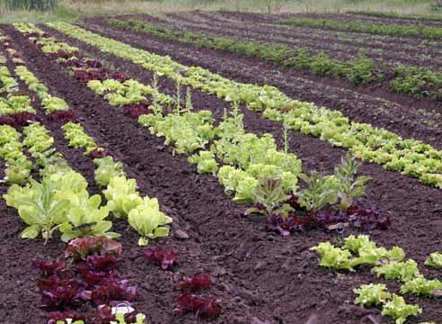 Салат на грядке, Lactuca sativa