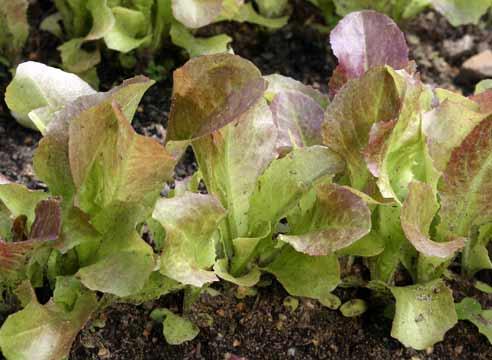 Салат листовой, Lactuca sativa