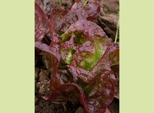 Салат листовой, Lactuca sativa