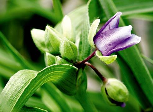 Традесканция, цветение, Tradescantia