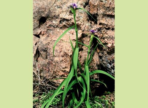 Традесканция, Tradescantia