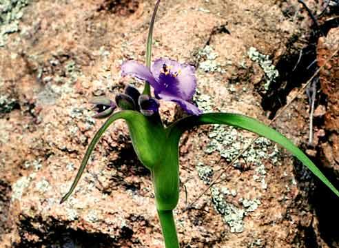 Традесканция, цветок, Tradescantia