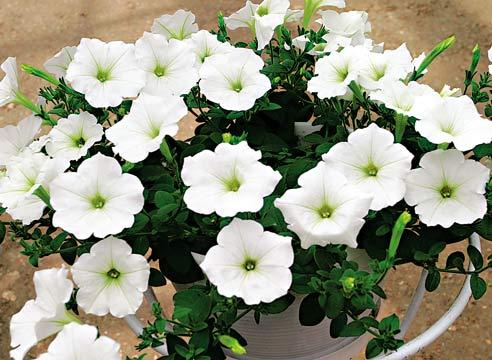 Петуния, цветение, Petunia х hybrida hort