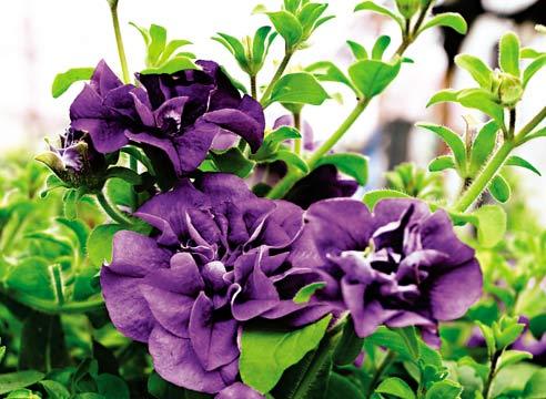 Петуния, цветение, Petunia х hybrida hort