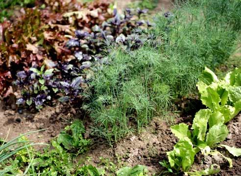 Spicy aromatic herbs in the garden