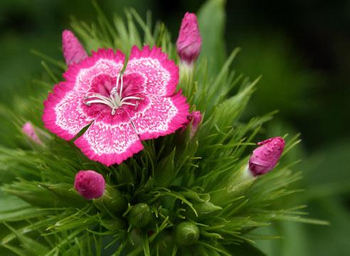 Гвоздика турецкая, цветение, Dianthus barbata