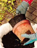 Посадка растения в зимостойкий горшок