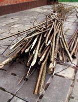 Ветви для плетня