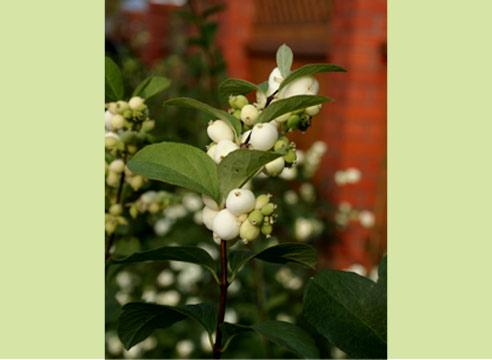 Снежноягодник, плоды, Symphoricarpos 