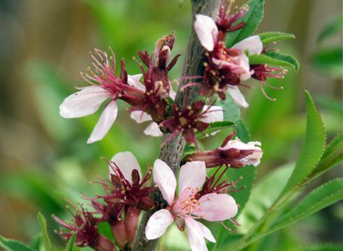 Миндаль обыкновенный, Amygdalus communis