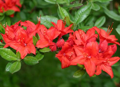 Рододендрон, цветение, Rhododendron