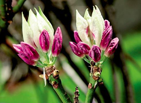 Рододендрон, цветы, Rhododendron