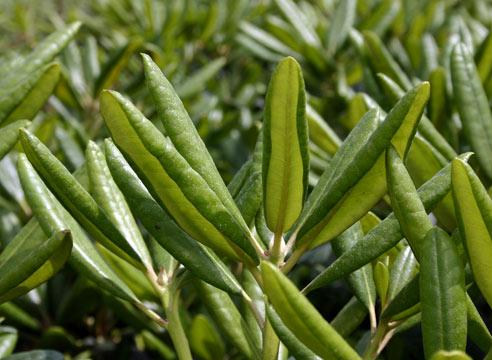 Рододендрон, листья, Rhododendron