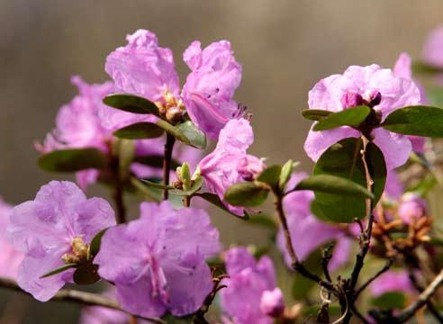 Рододендрон, цветение, Rhododendron 